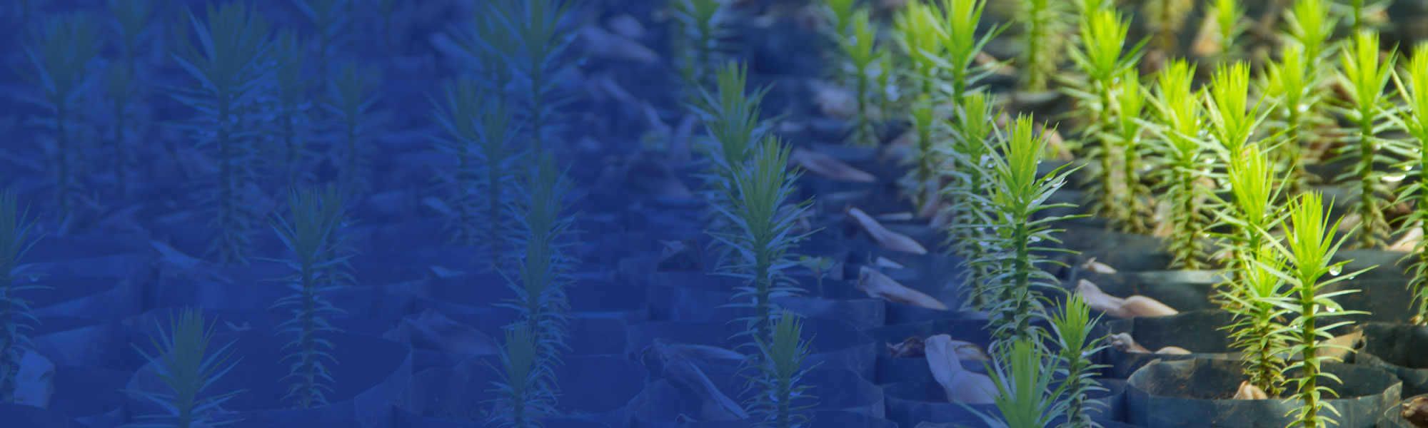 commercialgrowingtreesshrubs2000x600 • Tyler • Fertilizers and